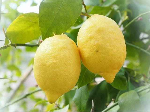 Лимон витамины и минералы