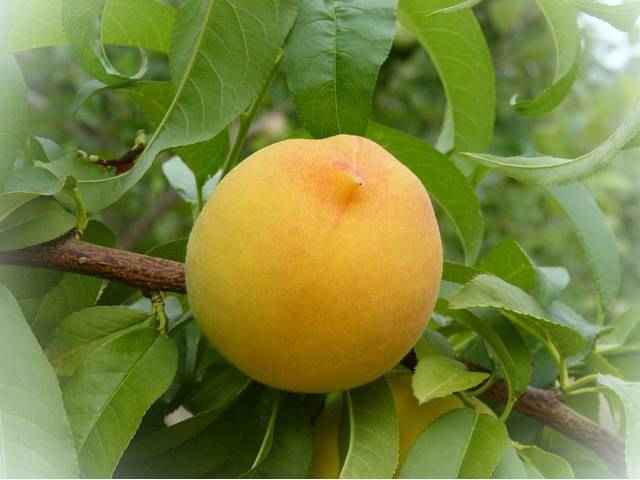 Персик витамины и минералы