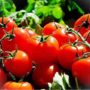 Полезные свойства помидора и противопоказания