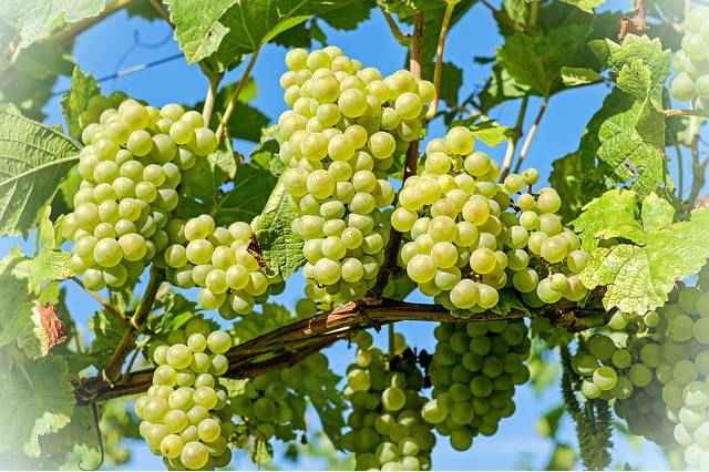 Виноград витамины и минералы