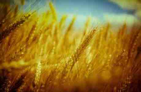 Пшеница содержит молибден